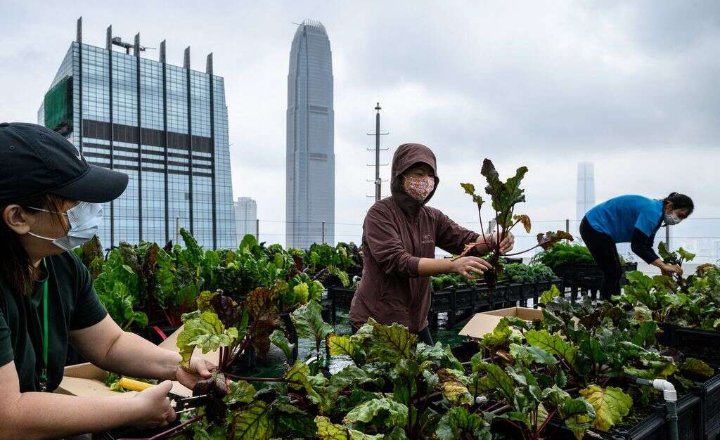 Hong Kong reit extends green strategy with urban farm plan