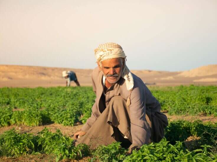 Cop27: Egypt's entrepreneurs target sustainable development