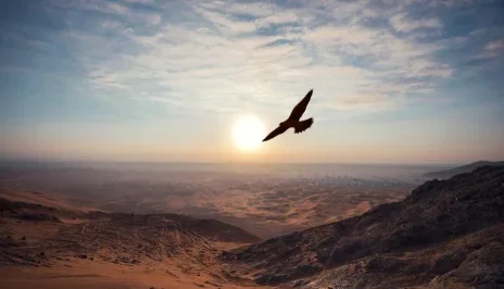 Abu Dhabi seeks to demonstrate the power of a “green falcon economy”