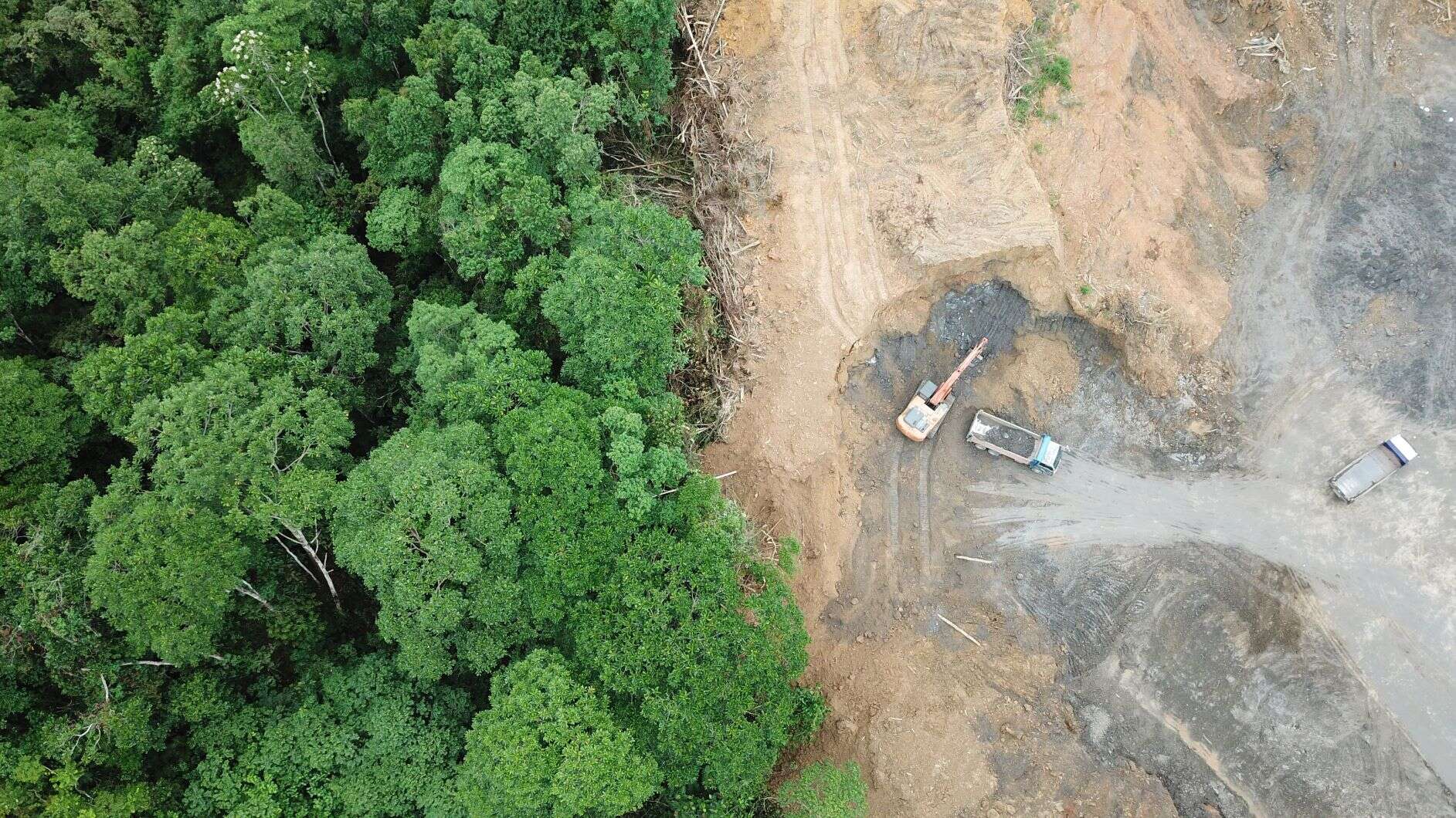 Deforestation accelerates despite Cop26 pledges